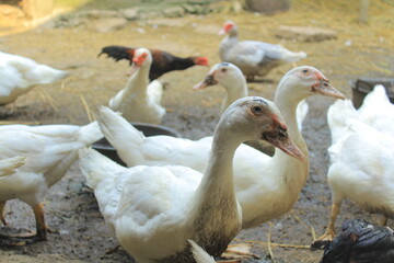 white ducks on wet ground