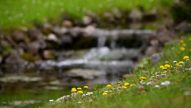 4k video. Beautiful spring scenery place with amazing view of small flowers next to a river in the mountain side. Landscapes of springtime. Floral photography.