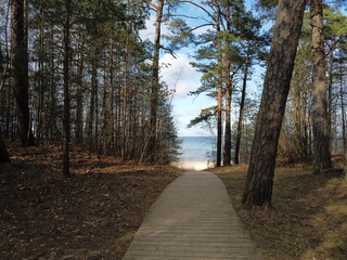 Fototapeta premium Sentiero che porta alla spiaggi tramite pineta in inverno a Jūrmala, Lettonia