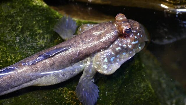 Atlantic mudskipper (Periophthalmus barbarus), close-up