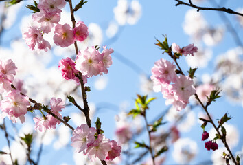 ソメイヨシノの後を受けよりピンクの桜咲く