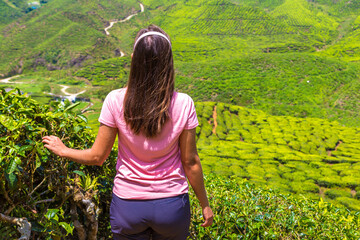 Beautiful Tea plantations