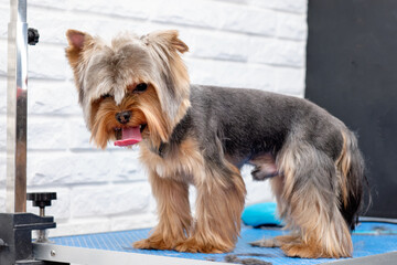 Yorkshire terrier on the table in the grooming room