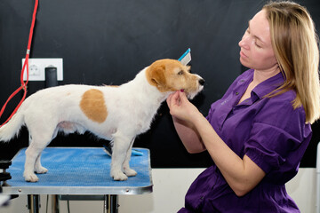 A female groomer with a comb in her hand examines a Jack Russell Terrier dog