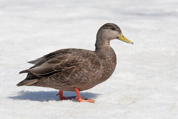 Black duck isolated on a white background walking on the snow in Ottawa, Canada