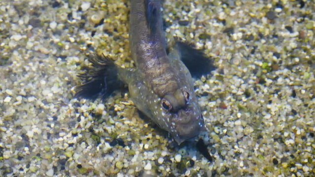 Atlantic mudskipper (Periophthalmus barbarus) from above water