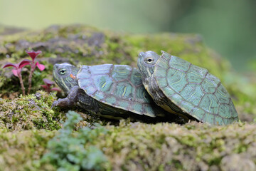 Two young red eared slider tortoises are sunbathing on a rock overgrown with moss before starting...