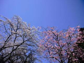 風景素材　爽やかな春陽に映える鮮やかな桜
