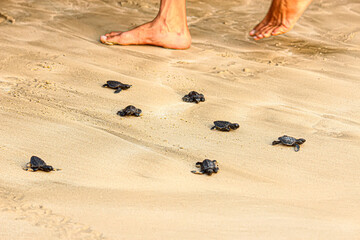 The hatchlings are released into the sea on the white sand.
