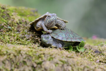 Two young red eared slider tortoises are sunbathing on a rock overgrown with moss before starting...