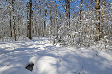 Winter. Frosty morning in the winter forest.