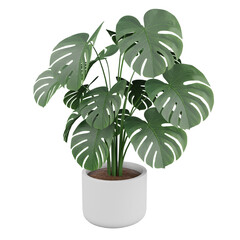 3D rendering isolated monstera tree in the flowerpot at white background