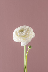 White ranunculus single flower on pink background. Minimal nature concept, front view