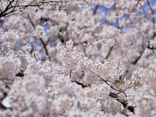 風景素材　爽やかな春陽に映える鮮やかな桜
