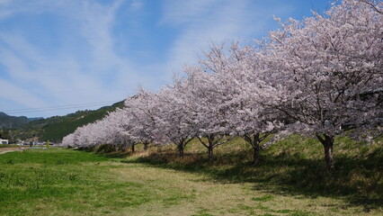 桜