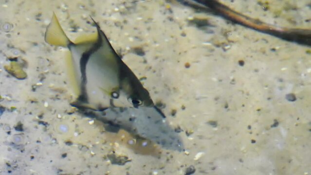 Silver moonyfish (Monodactylus argenteus) from above water