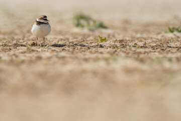 A little ringed plover (Charadrius dubius)