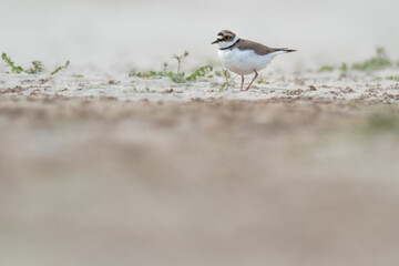 A little ringed plover (Charadrius dubius)