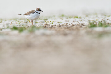 A little ringed plover (Charadrius dubius)