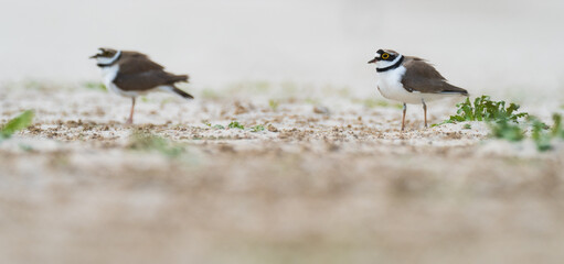 A little ringed plover (Charadrius dubius)