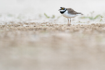 A little ringed plover (Charadrius dubius)