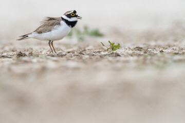 A little ringed plover (Charadrius dubius)