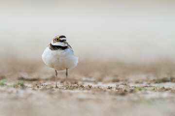 A little ringed plover (Charadrius dubius)