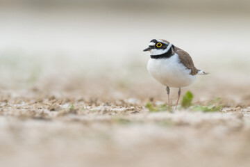 A little ringed plover (Charadrius dubius)