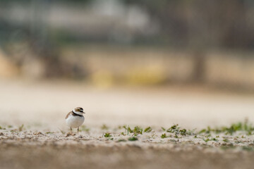 A little ringed plover (Charadrius dubius)