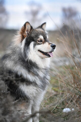 Portrait of a Finnish Lapphund dog outdoors