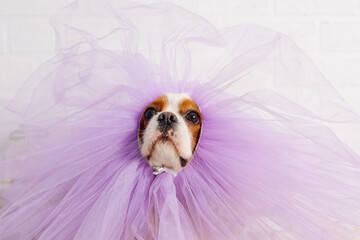 Portrait of amazing Cavalier King Charles spaniel wearing purple fluffy organza cape on snout sitting at white wall. - obrazy, fototapety, plakaty