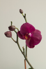 pink phalaenopsis orchid