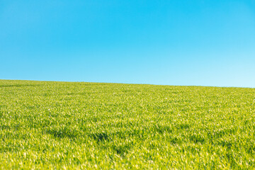 collina campo di erba verde con cielo azzurro