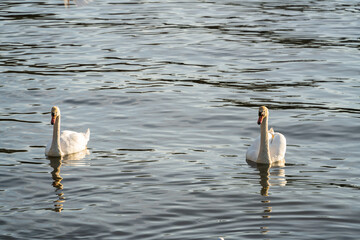 A pair of white swans on the surface of the water swim in parallel in the rays of the evening sun