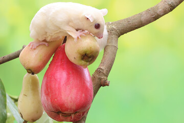 A young albino sugar glider eating a pink malay apple. This mammal has the scientific name Petaurus...