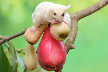 A young albino sugar glider eating a pink malay apple. This mammal has the scientific name Petaurus breviceps. - obrazy, fototapety, plakaty
