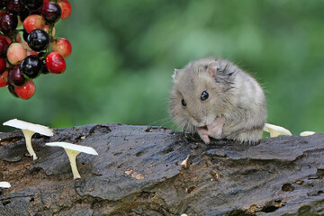 A Campbell dwarf hamster eating currant tree fruit. This rodent has the scientific name Phodopus campbelli. 