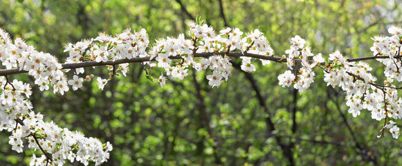 fruit tree branch in bloom in spring, white flowers on fruit tree banner, selective focus
