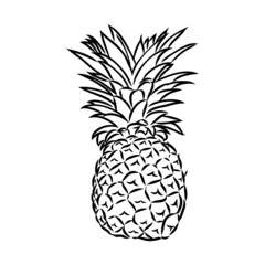 Image of pineapple fruit. Vector black and white illustration.