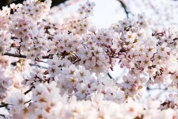 山あいに訪れた春 満開の桜 染井吉野