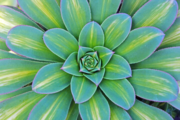 Fototapeta premium Close up of succulent plants in a greenhouse, North China