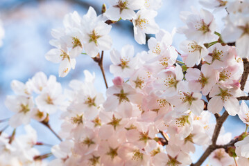山あいに訪れた春 満開の桜