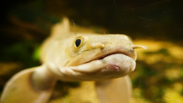 Senegal bichir (Polypterus senegalus), close-up