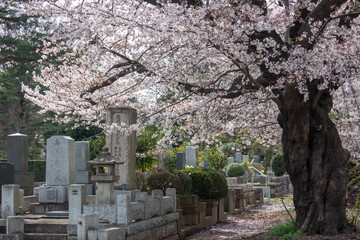 桜と墓地　Japanese grave garden with beautiful cherry  
blossoms