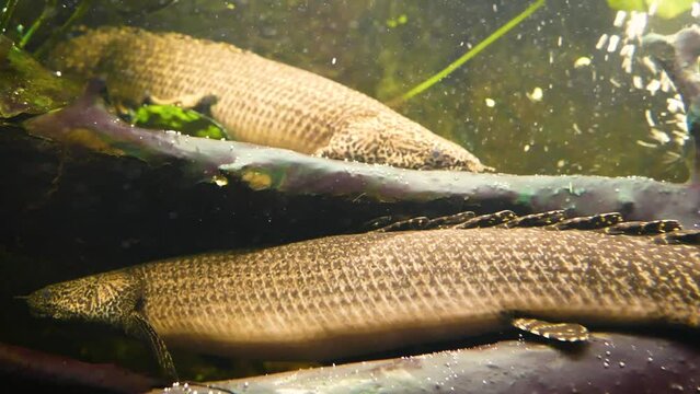 Ornate bichir (Polypterus ornatipinnis), bichir swimming above another individual