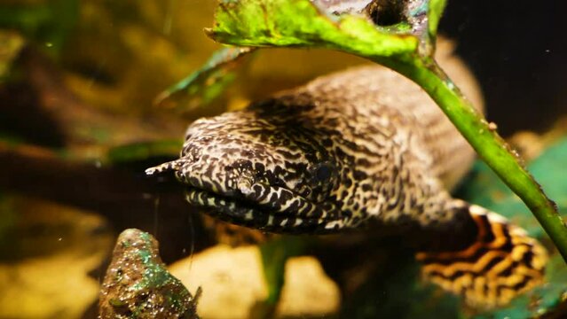 Ornate bichir (Polypterus ornatipinnis), close-up
