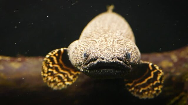 Ornate bichir (Polypterus ornatipinnis), front view close-up