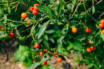 wild red berries closeup on a branch. colorful natural agriculture background