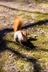 squirrel in the park