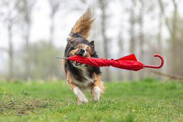 Rainy days: Funny portrait of a tricolor border collie dog retrieving a red umbrella at a bad weather day
